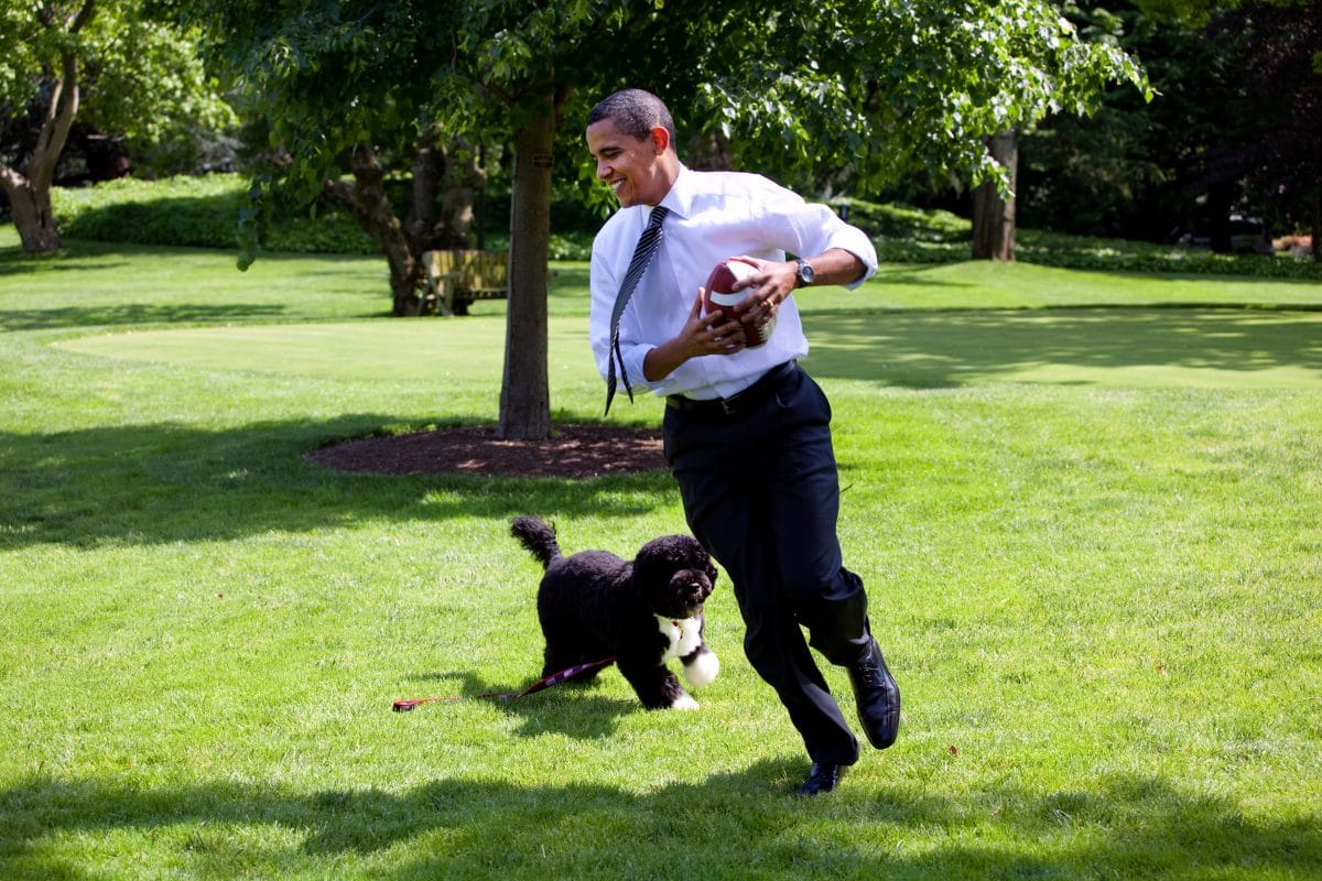 Obamas Familienhund Bo ist tot