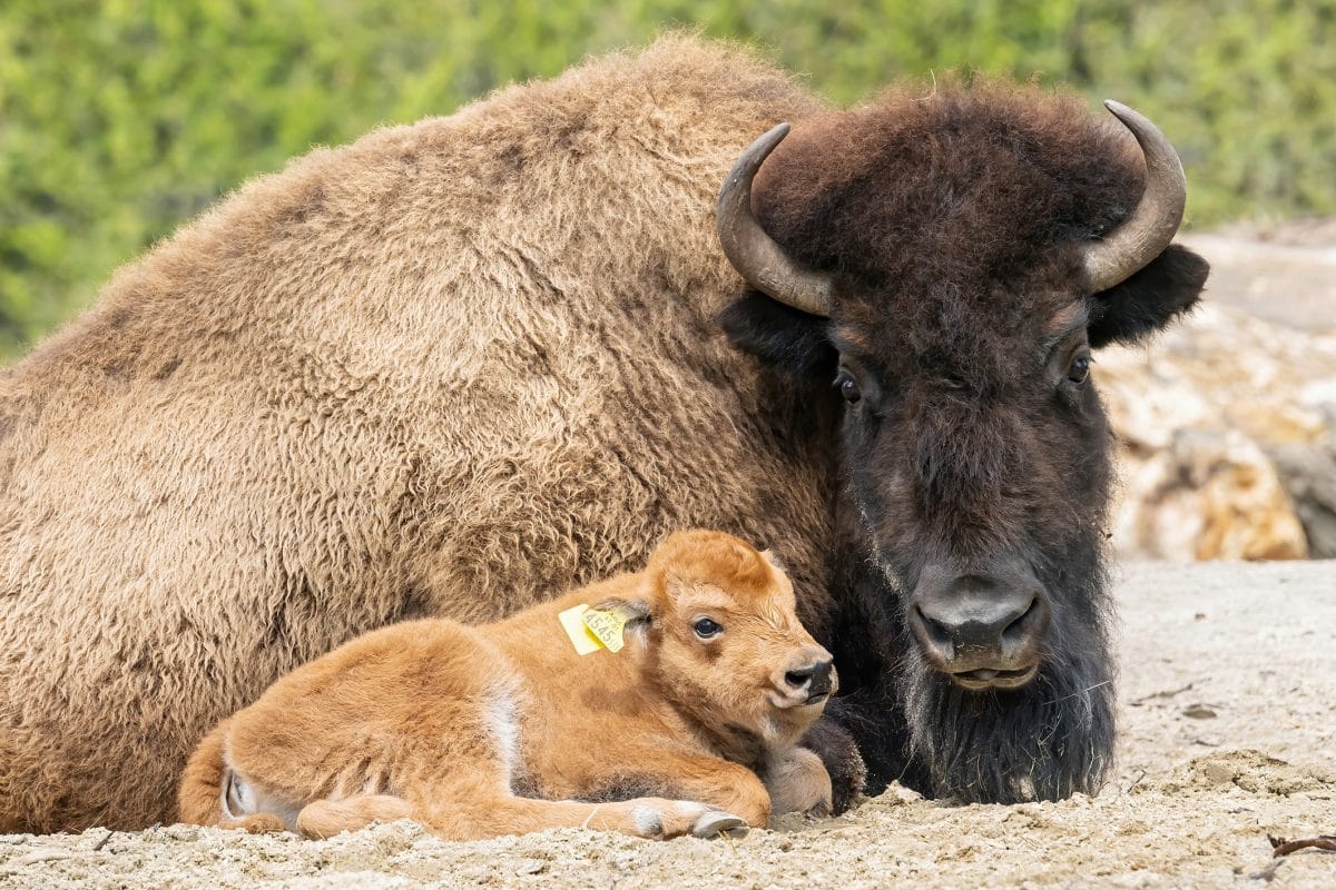 Bison-Baby im Tiergarten Schönbrunn geboren