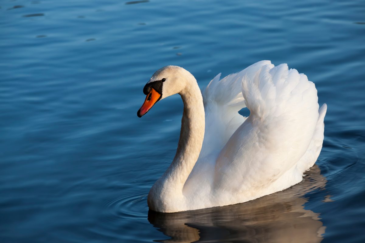 Schwan in Wels von zwei Mädchen zu Tode gequält