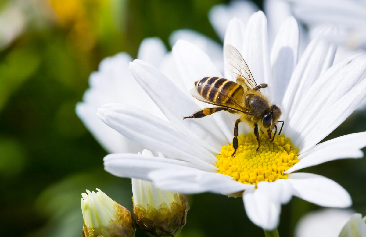 Tag der Biene: 5 Tipps, um die fleißigen Insekten zu schützen