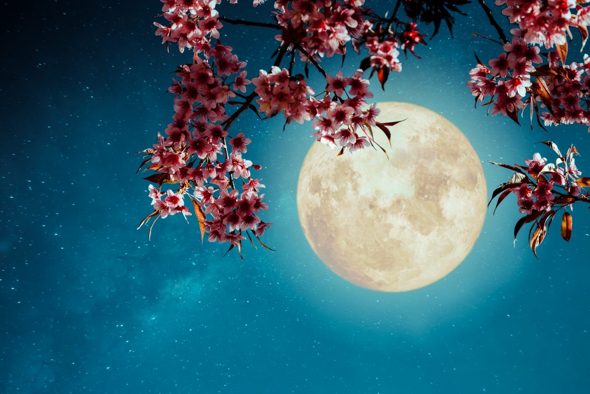 Vollmond am 26. Mai: Diese Kraft hat der Flower Moon