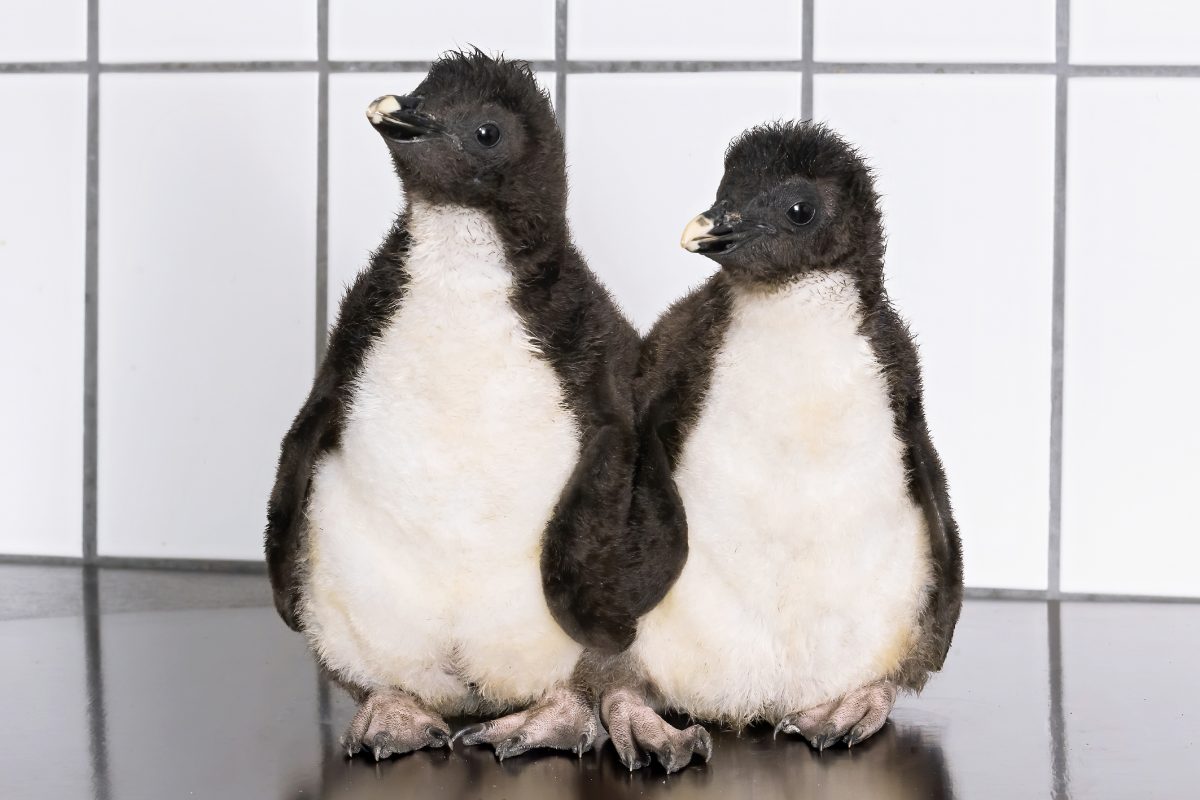 Elf Pinguin-Babys im Tiergarten Schönbrunn geschlüpft