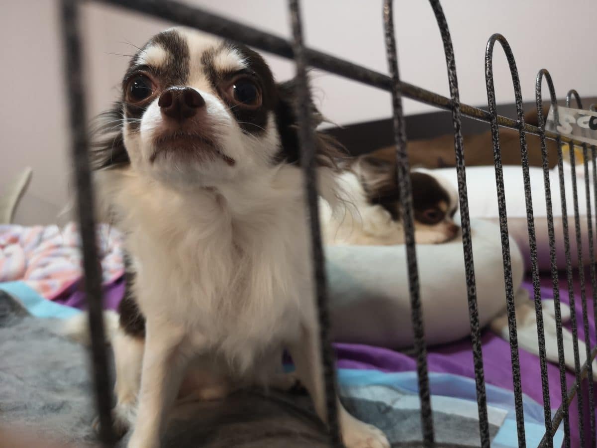 46 verwahrloste Chihuahuas vor Züchter in Deutschland gerettet