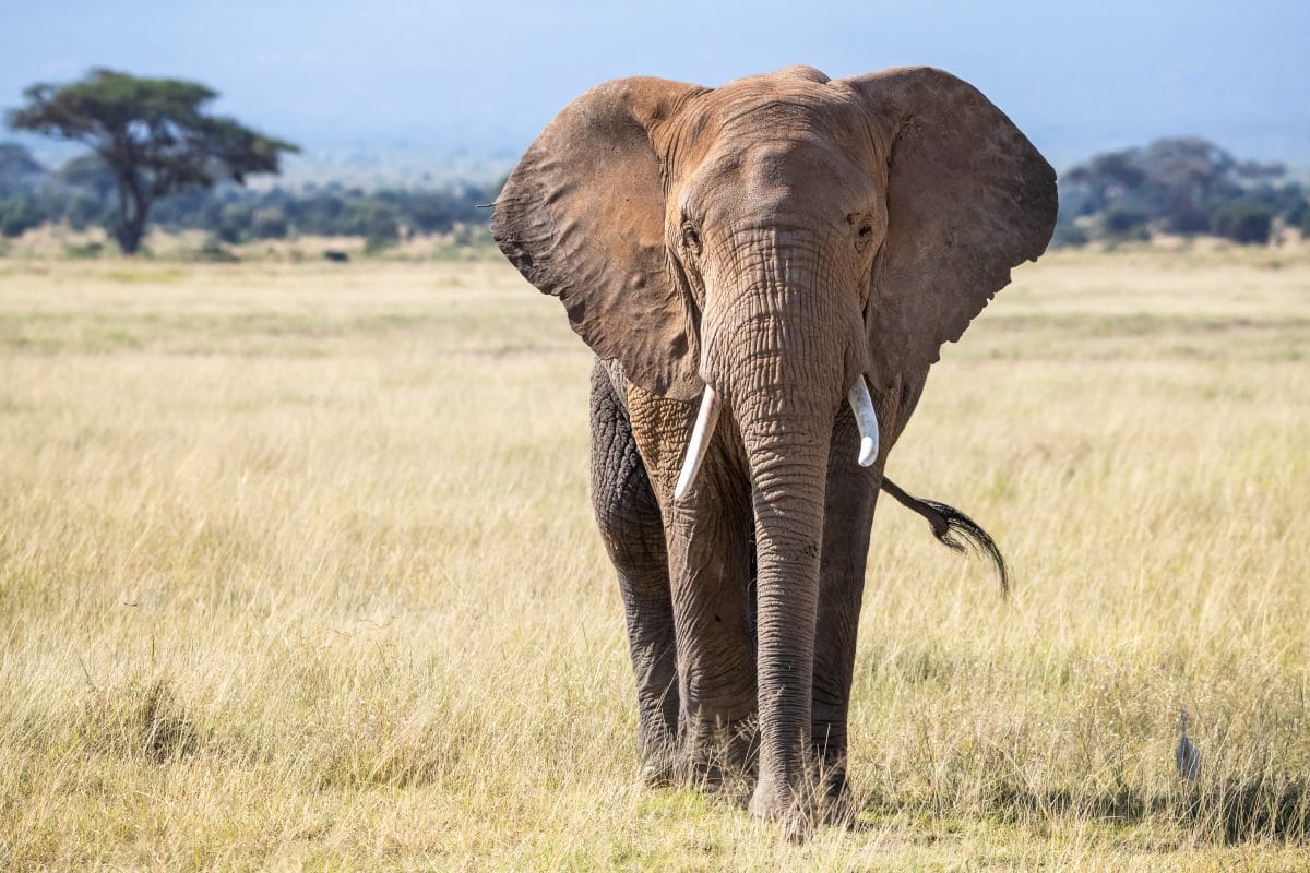 Elefant reißt Loch in Küchenwand und bedient sich: Video geht viral