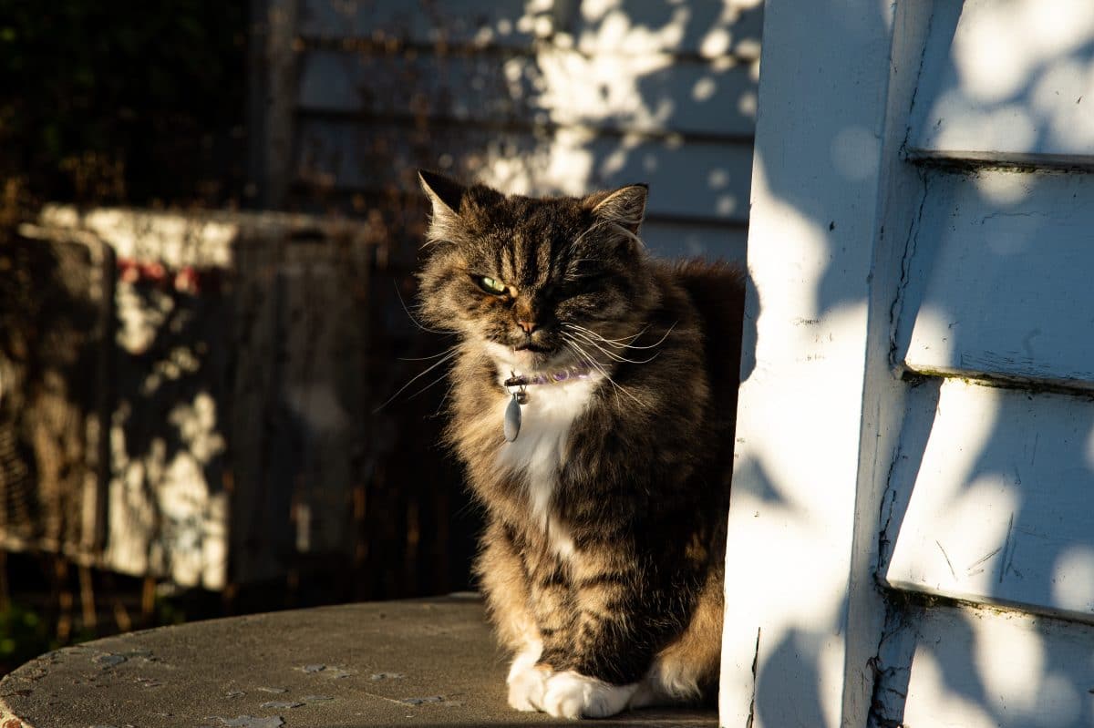 Familie beerdigt ihre Katze, plötzlich steht sie lebendig vor der Tür