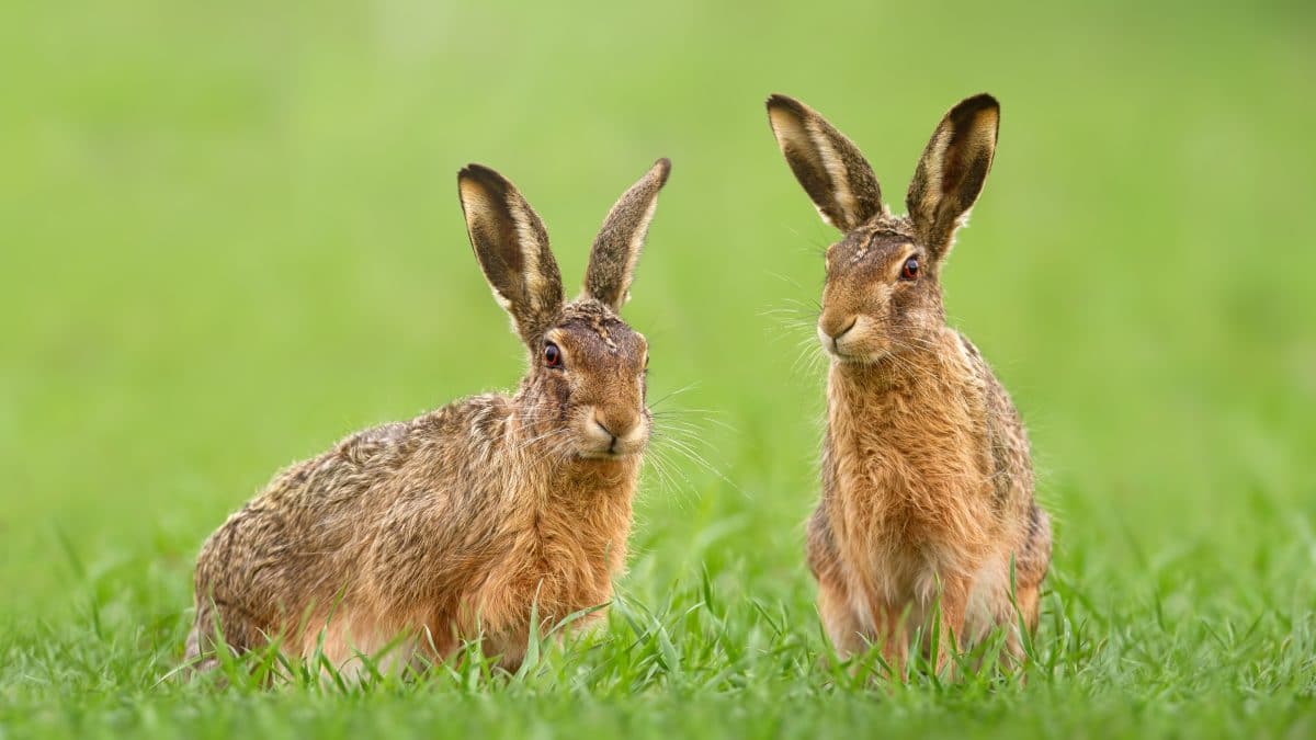 Hase geköpft, angezündet und an Baum genagelt: Polizei sucht Tierquäler Hase geköpft, angezündet und an Baum genagelt: Polizei sucht Tierquäler