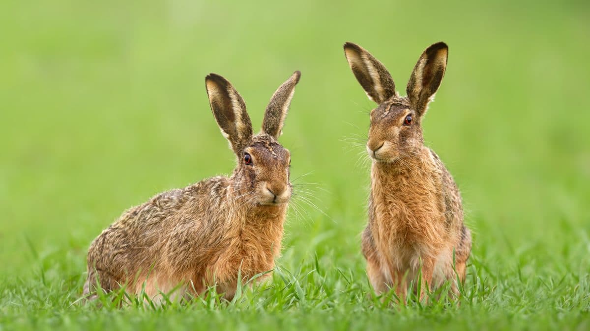 Hase geköpft, angezündet und an Baum genagelt: Polizei sucht Tierquäler