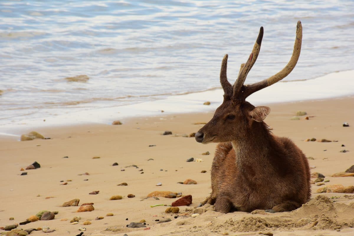 Australien: Zwei Nackte flüchten vor Hirsch am Strand und lösen Polizeieinsatz aus