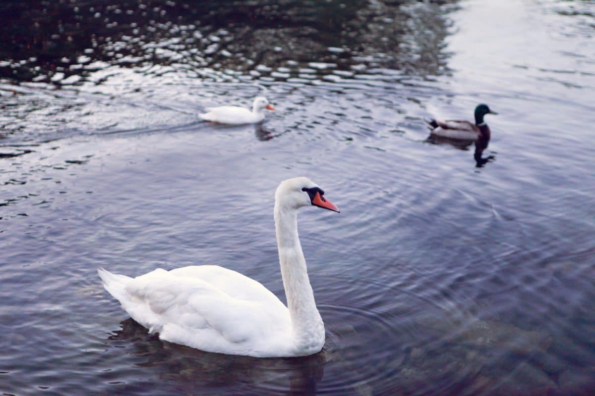 Schwan gegen Ente: Video zeigt witzigen Revierkampf am Neufelder See