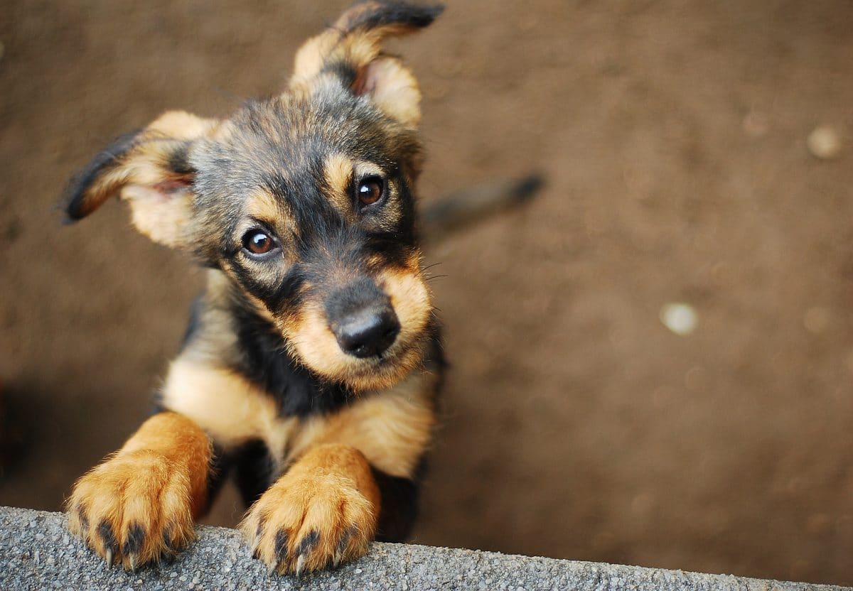 Tierquälerei: Frau in Niederösterreich mussten zehn Hunde abgenommen werden