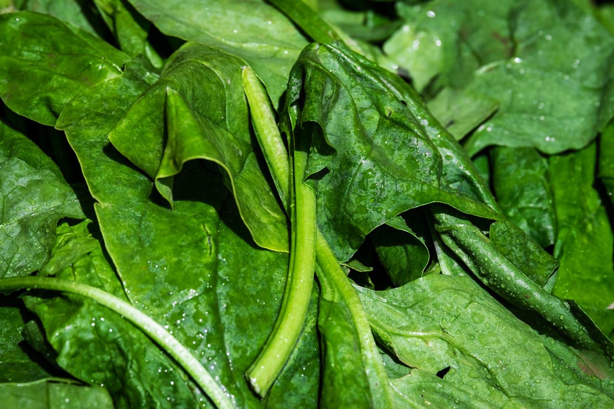 Blattspinat-Salat mit knusprigem Speck