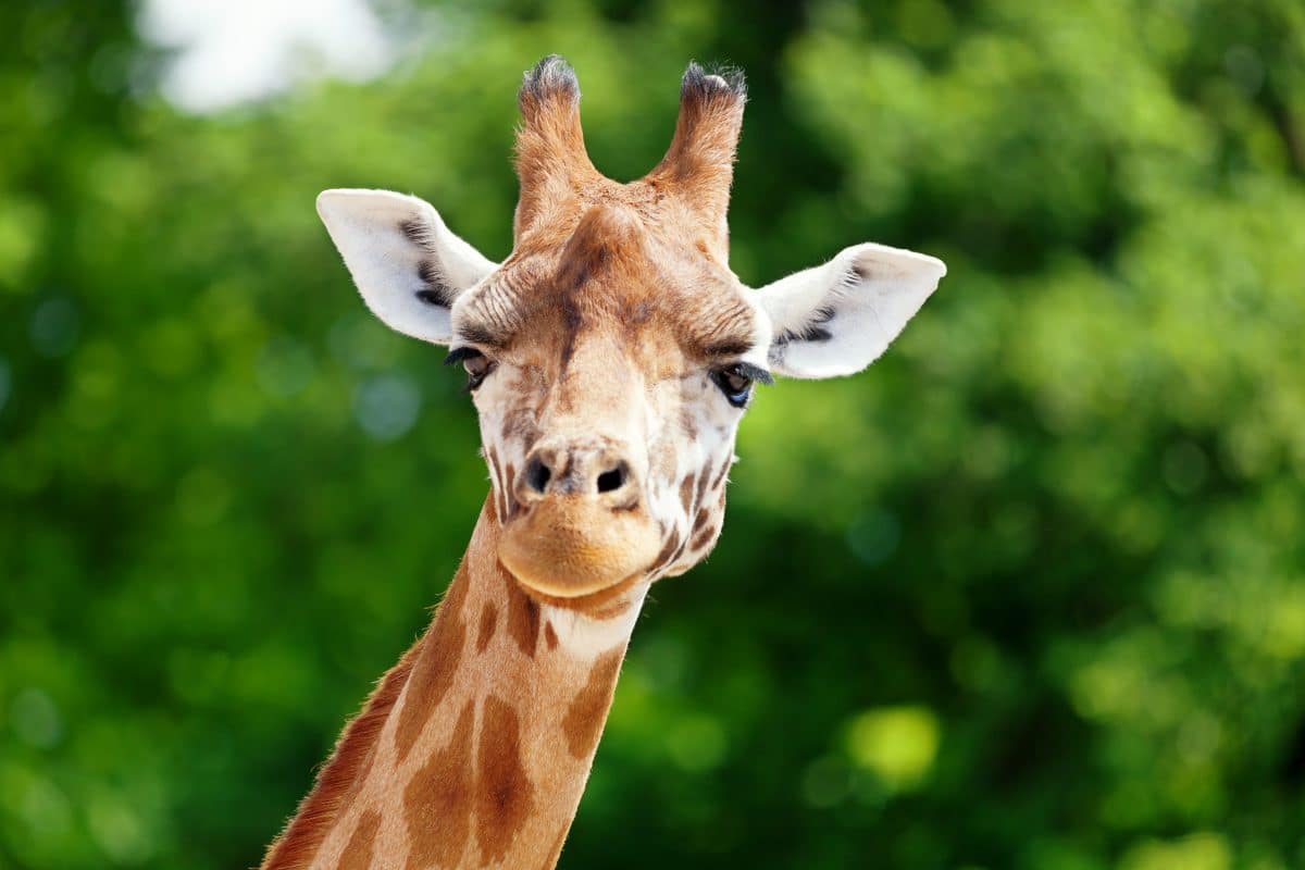 Giraffen sterben aus und niemand kriegt es mit