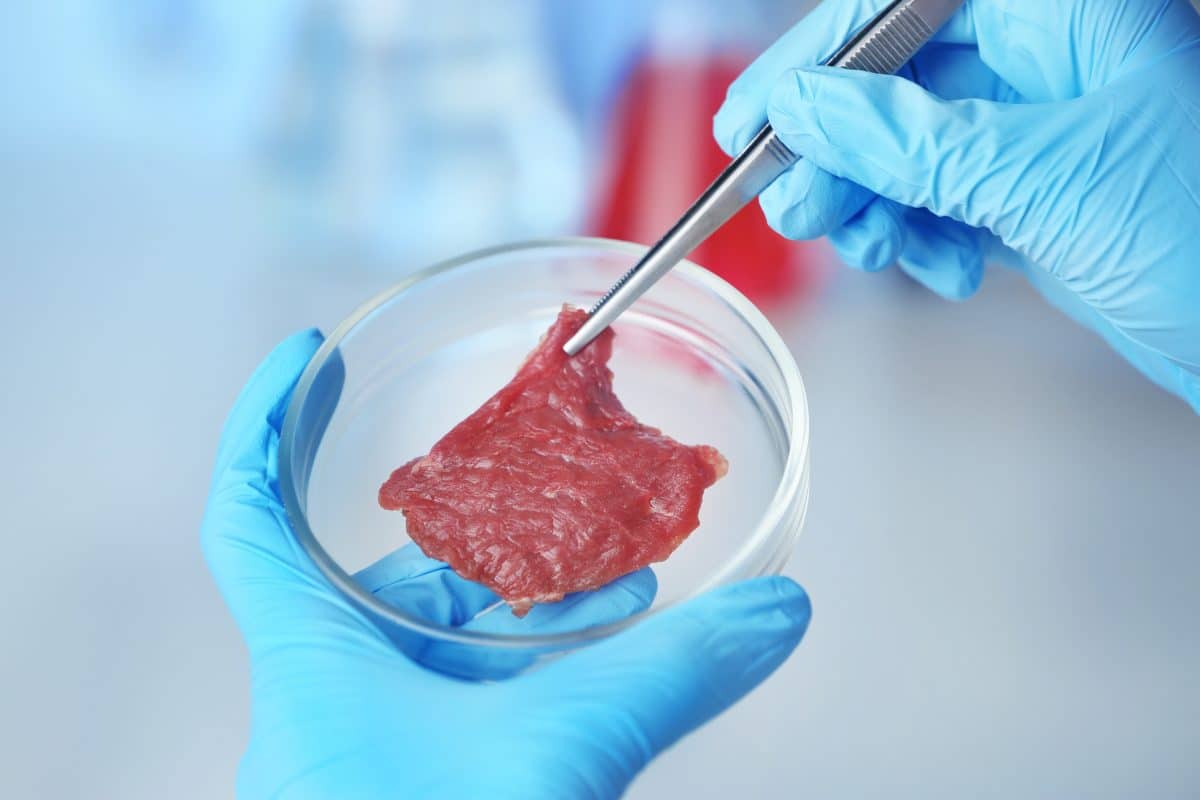Kommt unser Fleisch in Zukunft aus dem Labor?