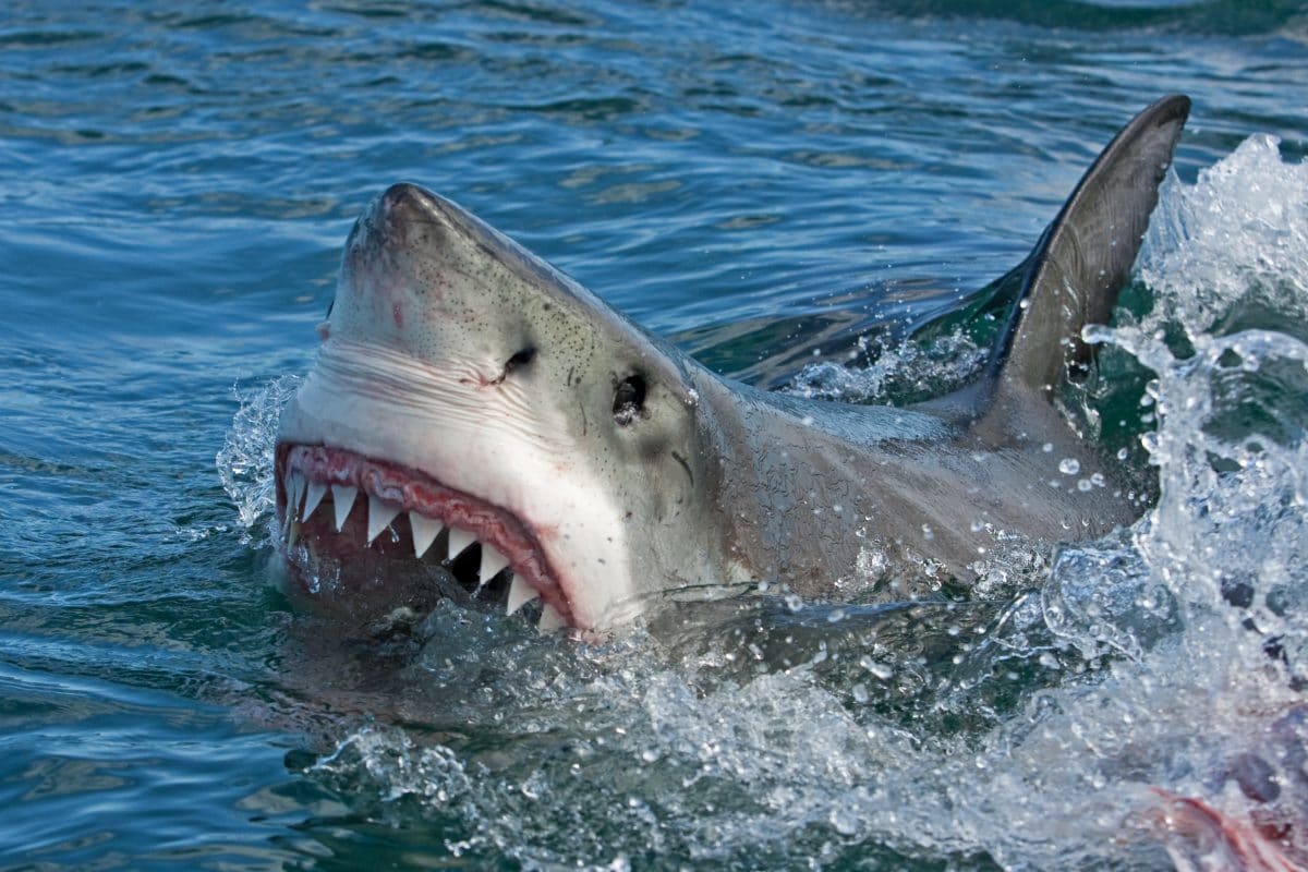 Jackass-Star Sean McInerney bei Stunt von Hai gebissen