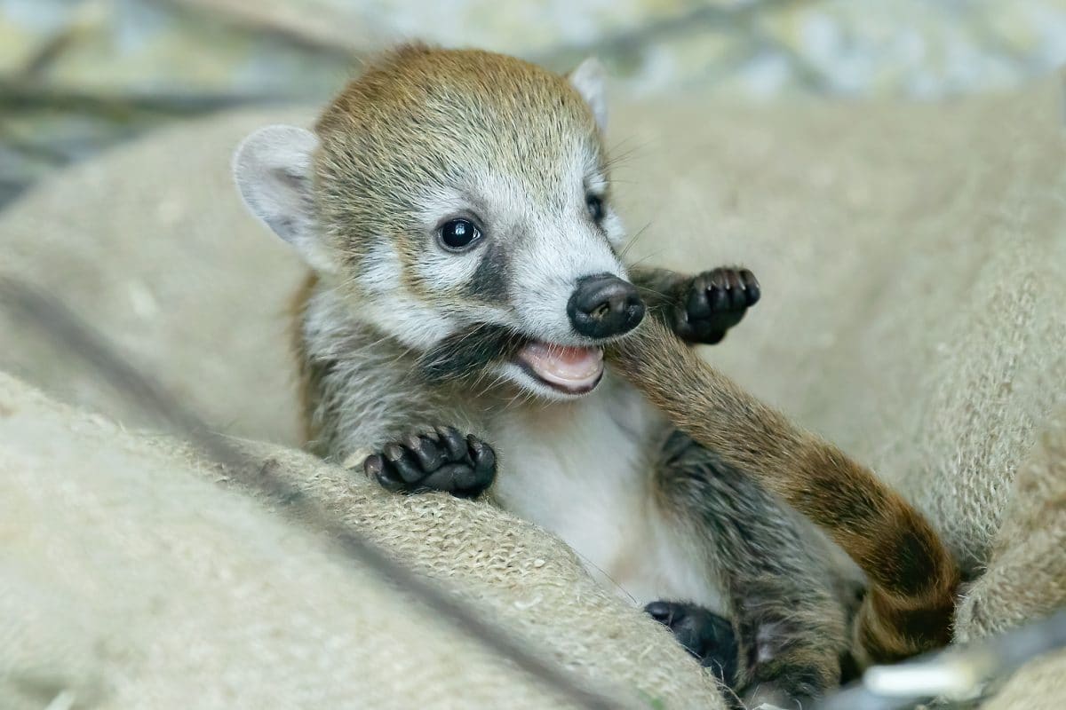 Nasenbären geboren: Endlich wieder gute News aus Tierpark Schönbrunn