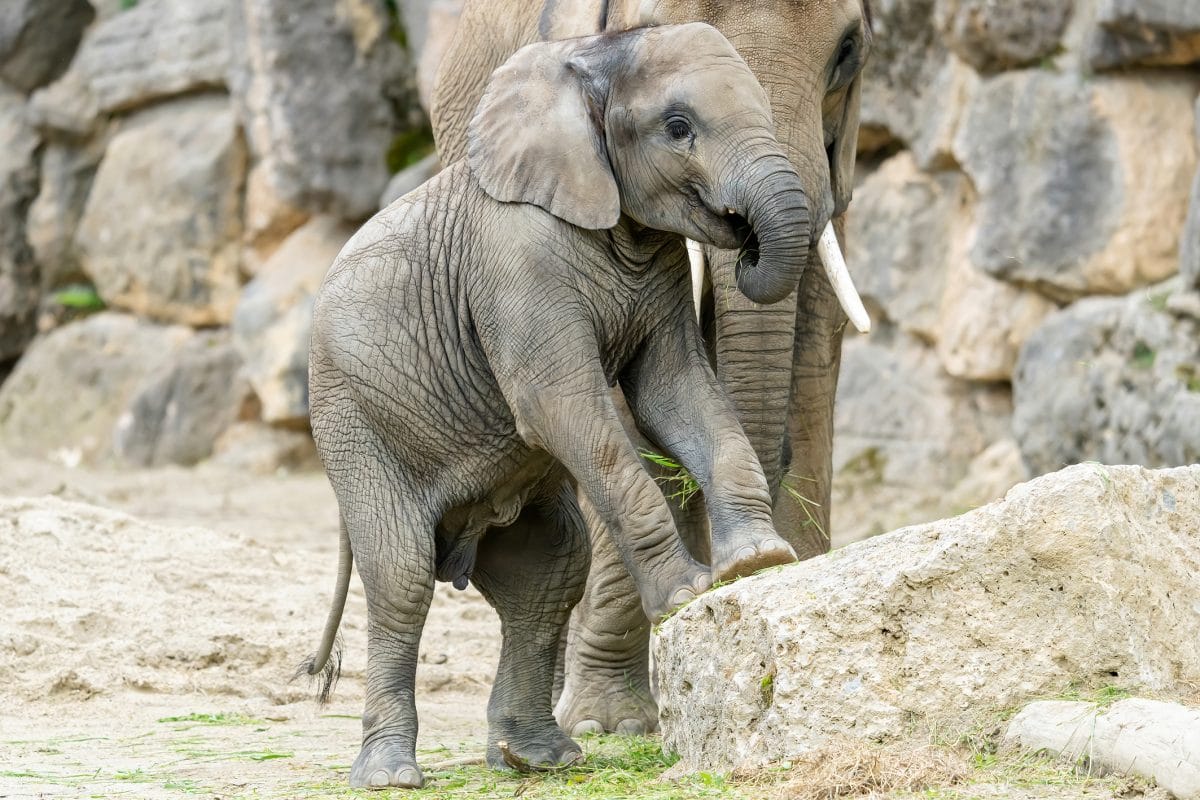 Schönbrunn: 2-jähriges Elefanten-Mädchen Kibali plötzlich verstorben