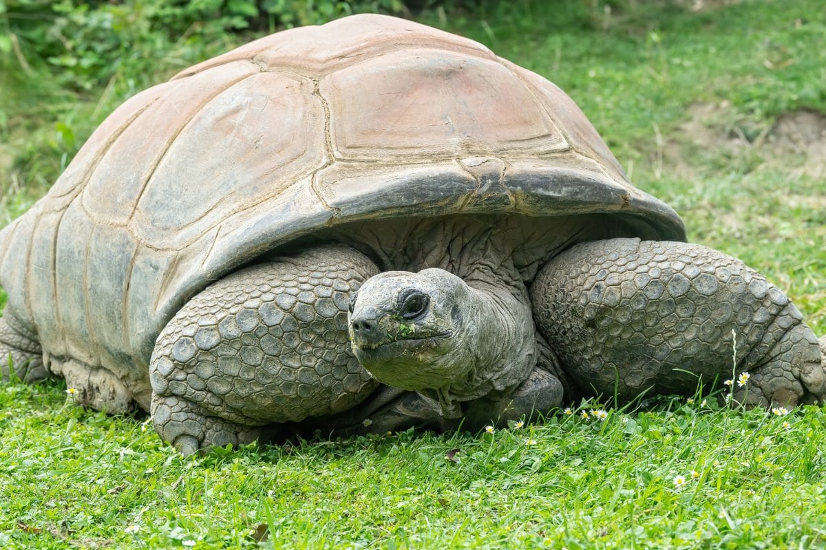 Tiergarten Schönbrunn: Ältester Bewohner Schildkröte „Schurli“ ist tot