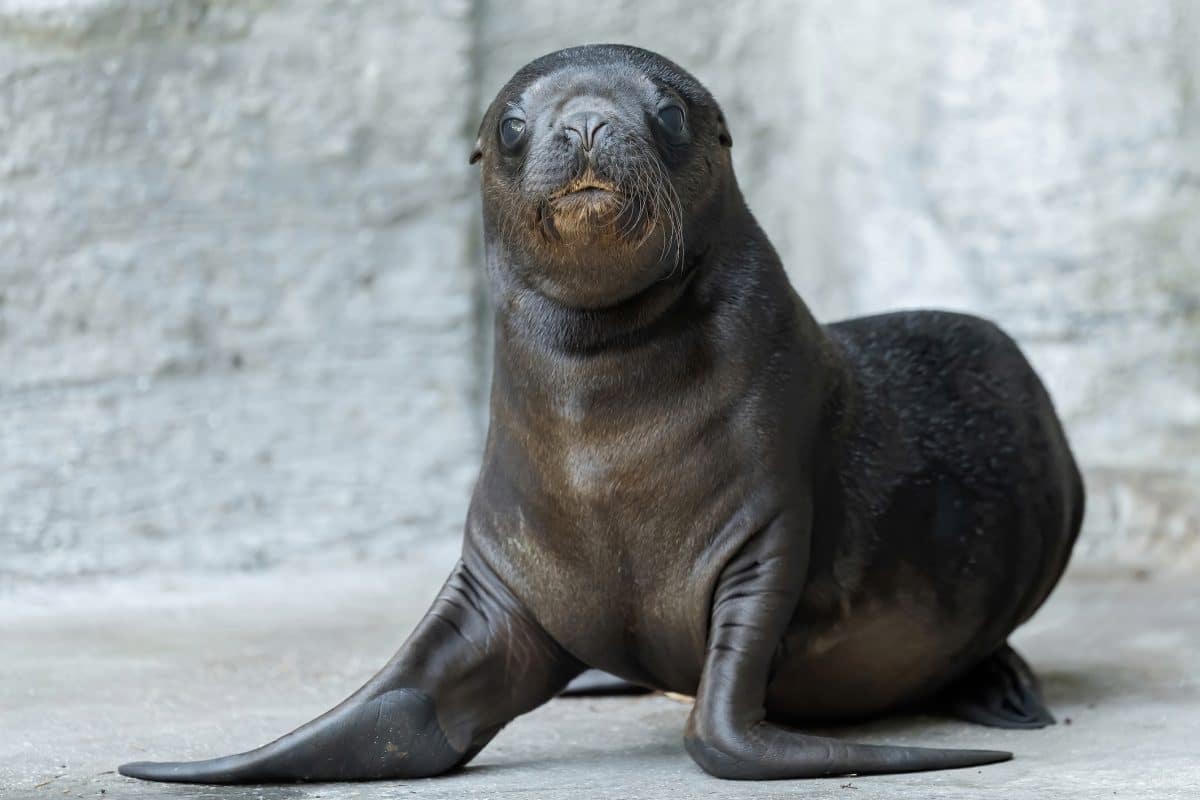 Robben-Baby im Tiergarten Schönbrunn geboren