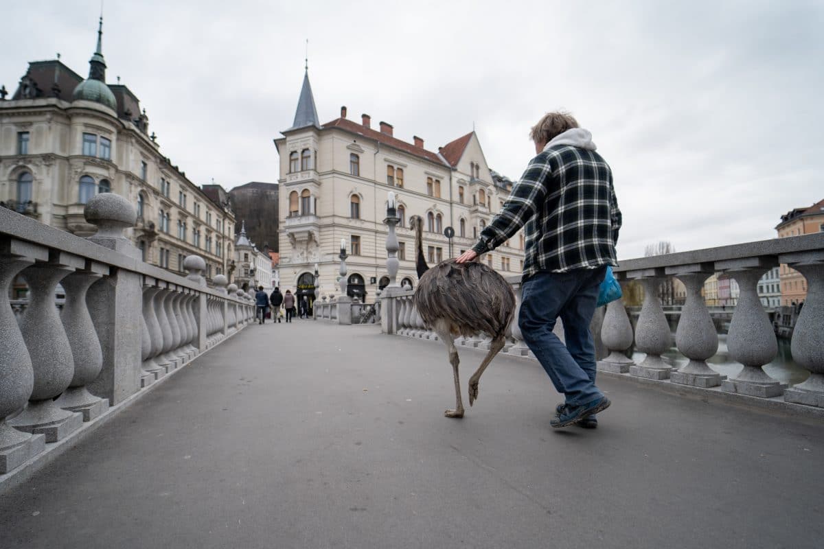 Tourist spaziert mit Nandu an der Leine durch Wien