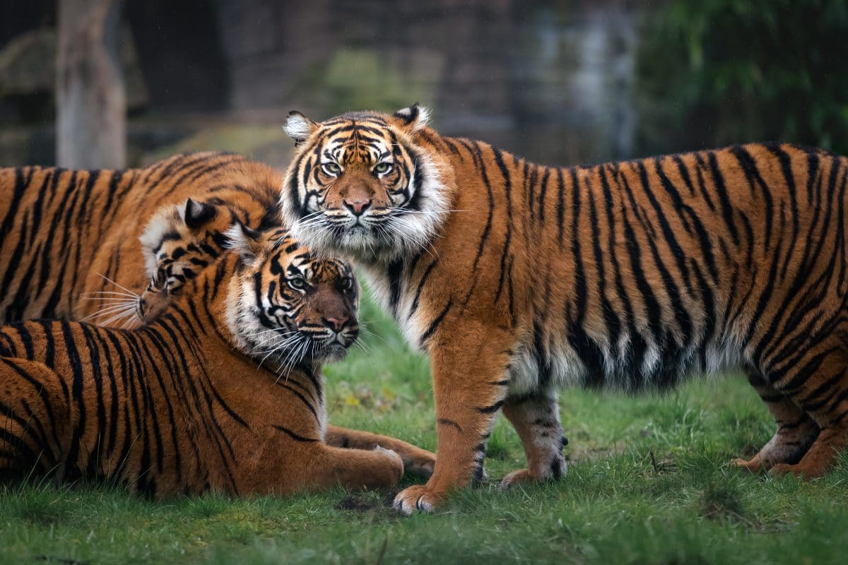 Kalifornischer Zoo impft Tiere gegen Corona