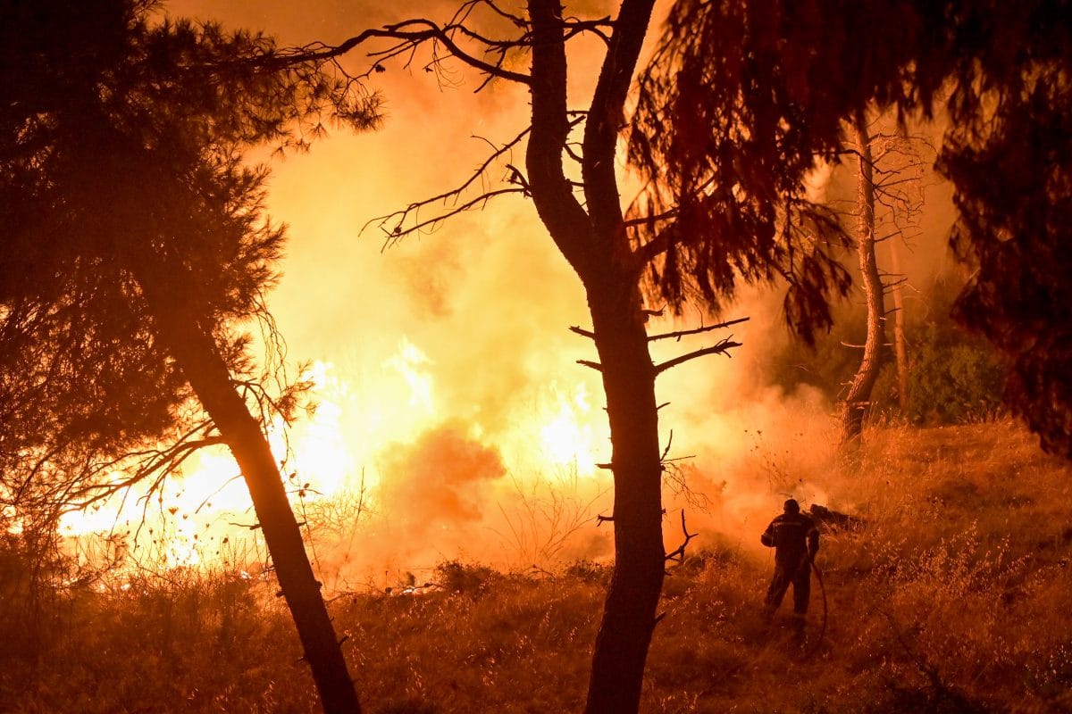 Weitere Waldbrände: Algerien meldet mehr als 40 Tote