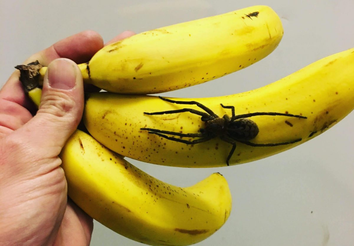 Supermarkt-Mitarbeiterin in Graz von Spinne in Bananenschachtel gebissen