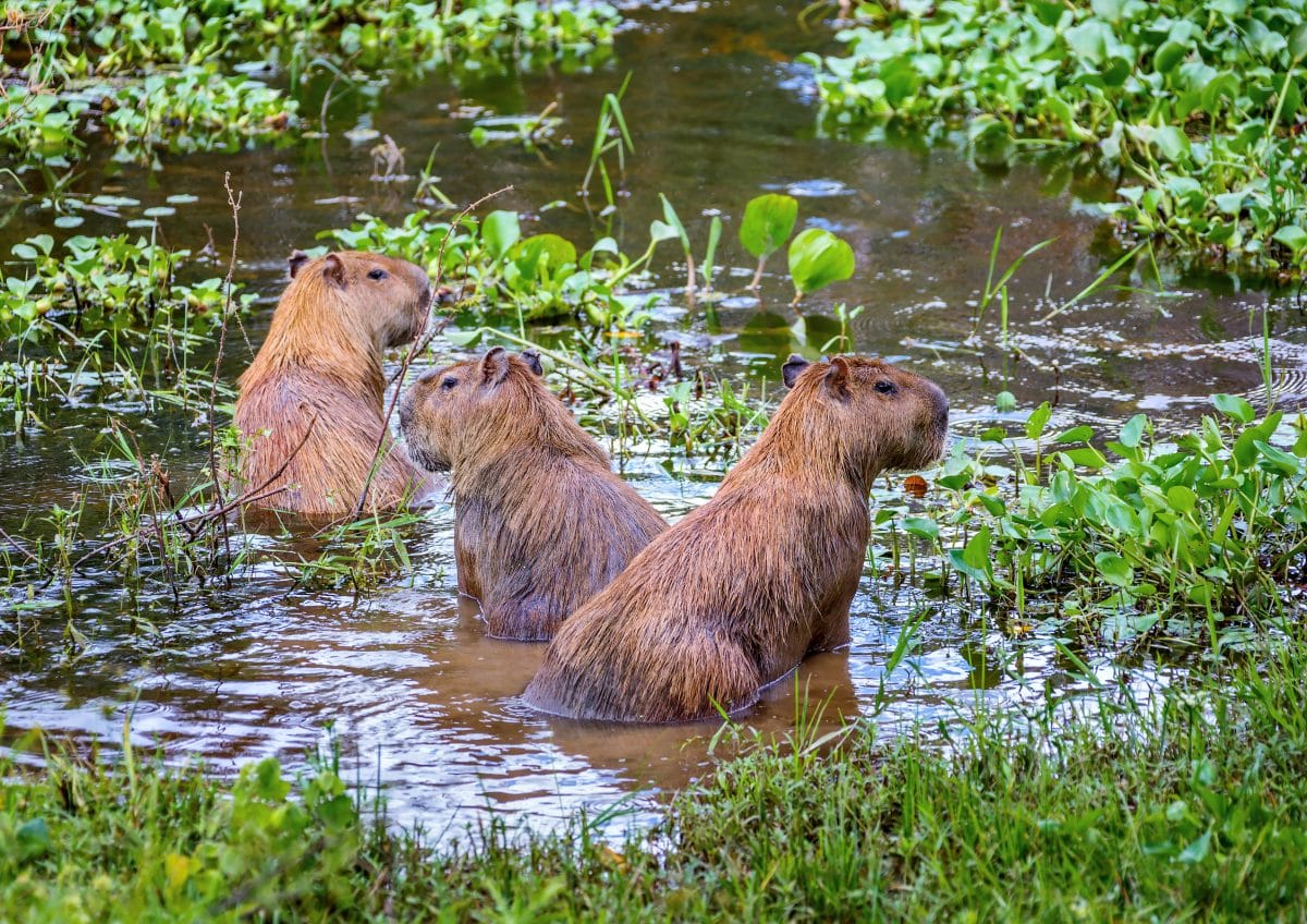 Wasserschweine belagern Luxussiedlung in Argentinien