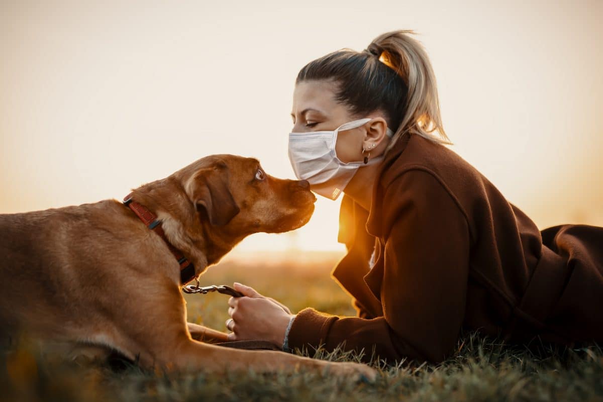 Corona-Spürhunde künftig als Eintritts-Tester?