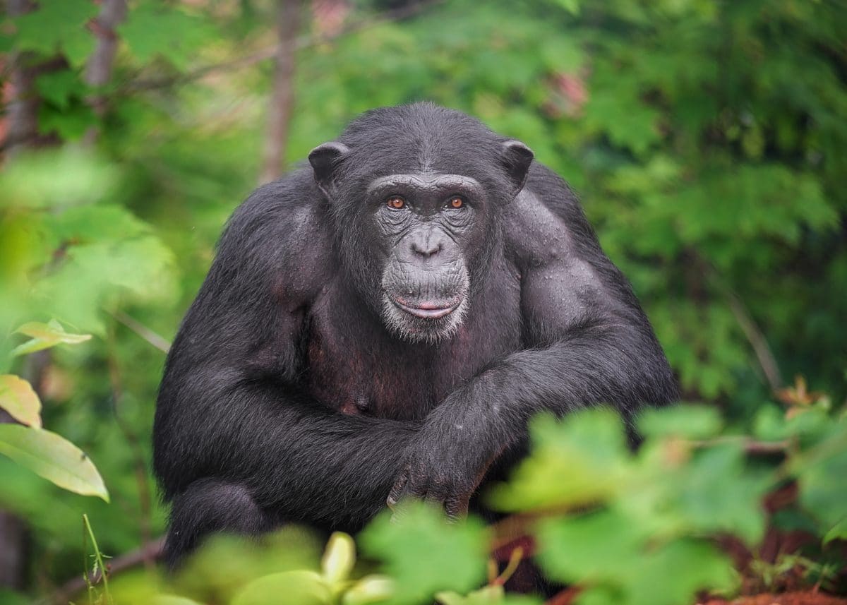 Frau hat eine „Affäre“ mit einem Affen und wird aus dem Zoo verbannt