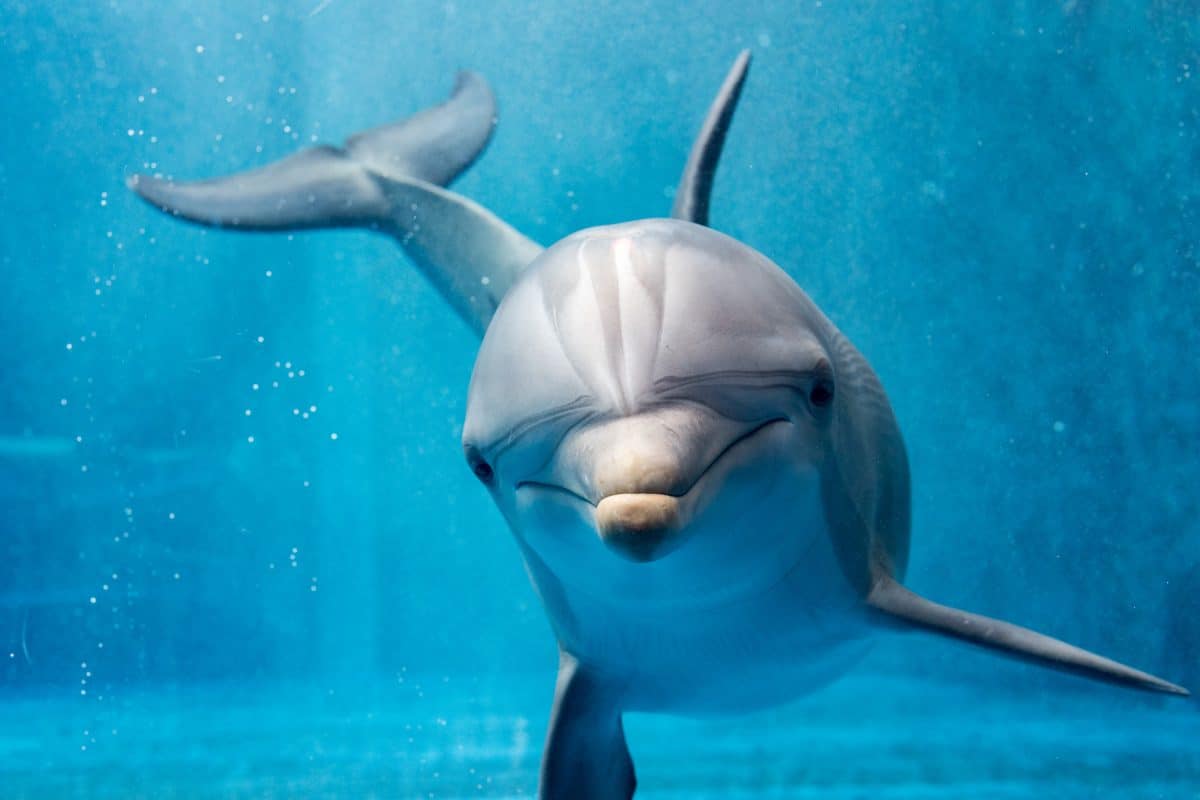 „Sexuell aggressiver“ Delfin belästigt Schwimmer in Großbritannien