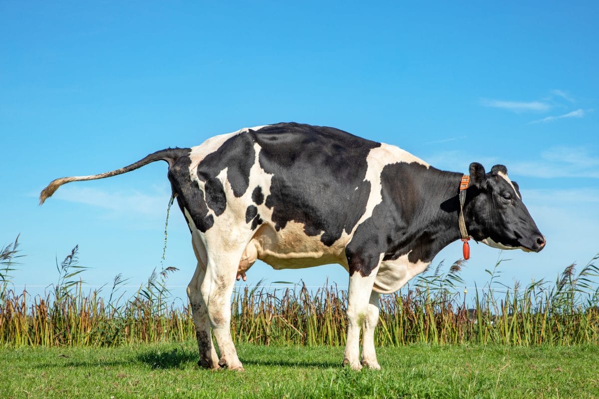 Forscher machen Kühe „stubenrein“ – für den Klimaschutz