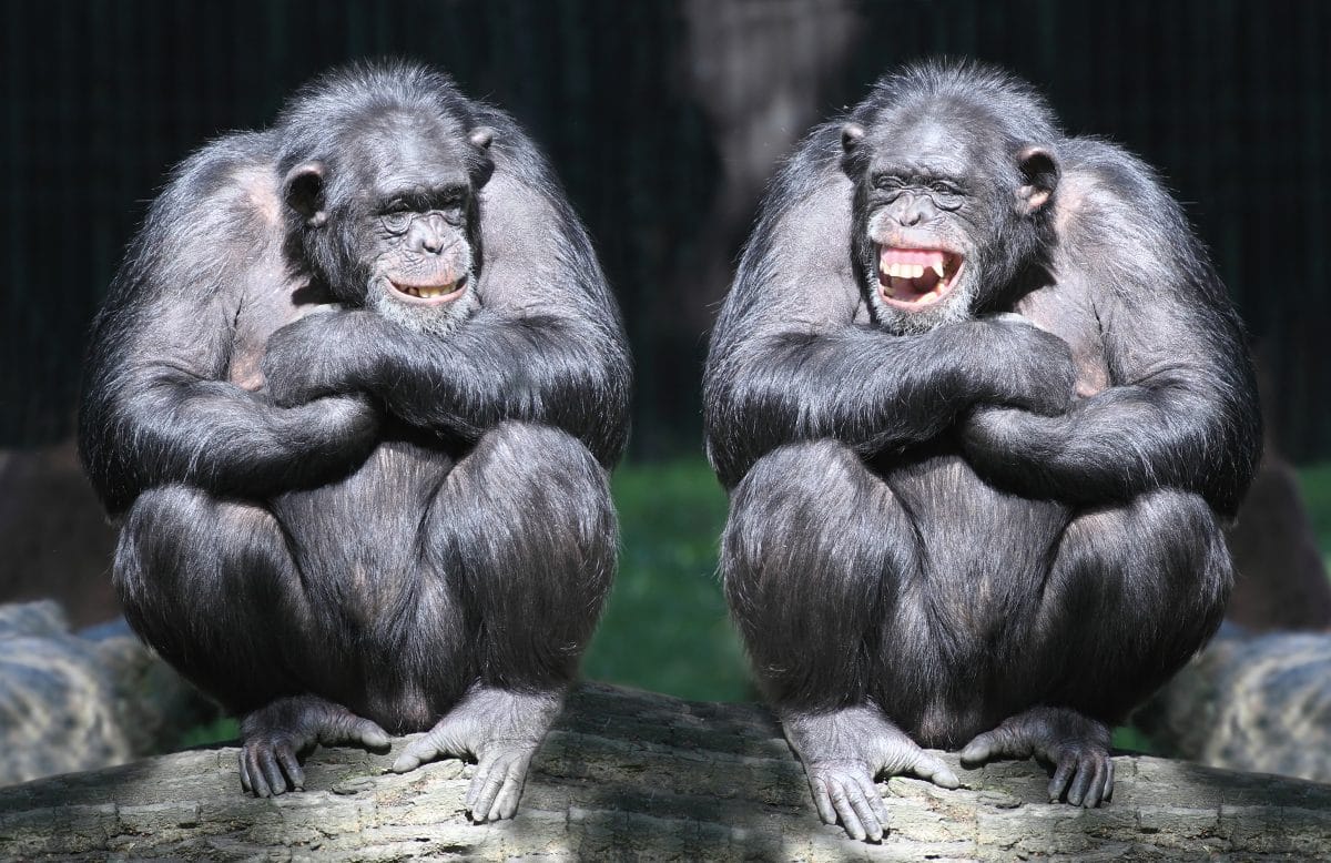 New Yorker Zoo: Gorillas haben heißen Oralsex vor Kindern