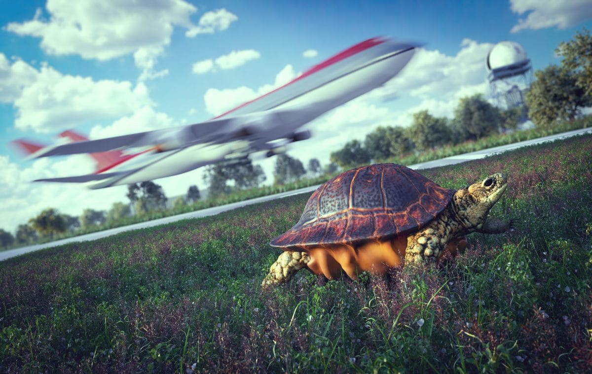 Schildkröte legt Flughafen nahe Tokio lahm