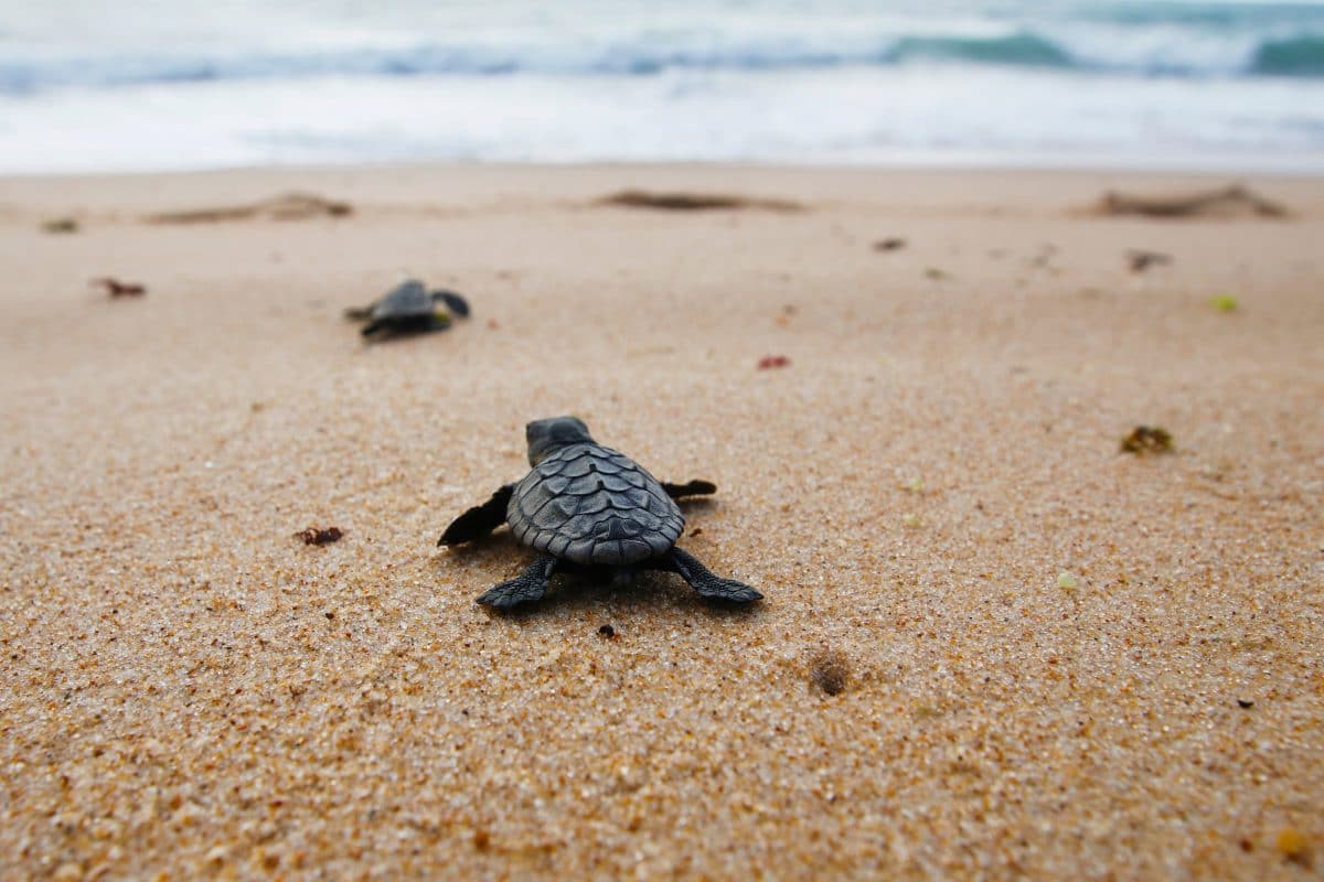 Schildkröten schlüpfen zum ersten Mal am Strand von Jesolo