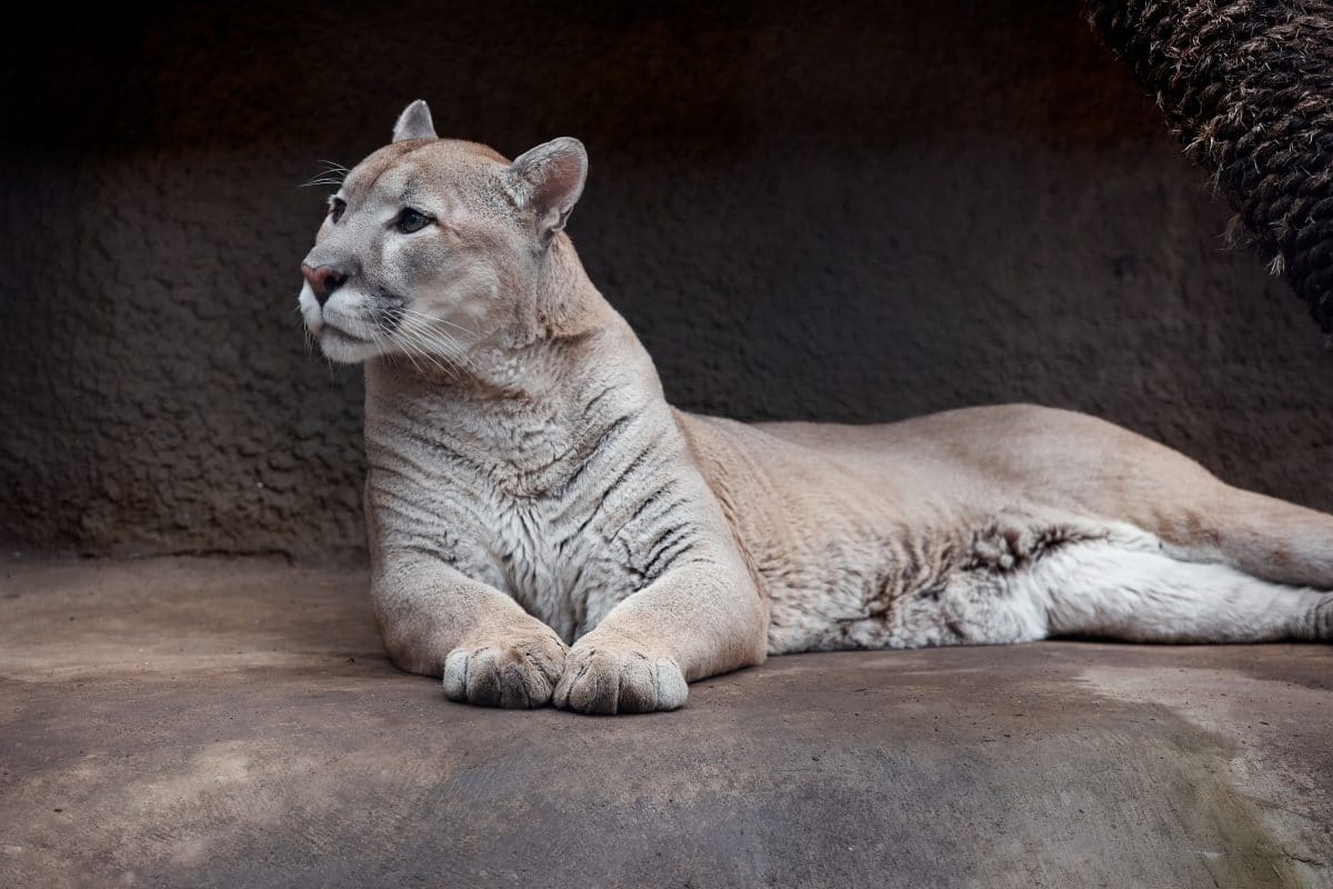 Skurriles Haustier: Puma aus Wohnung in New York gerettet