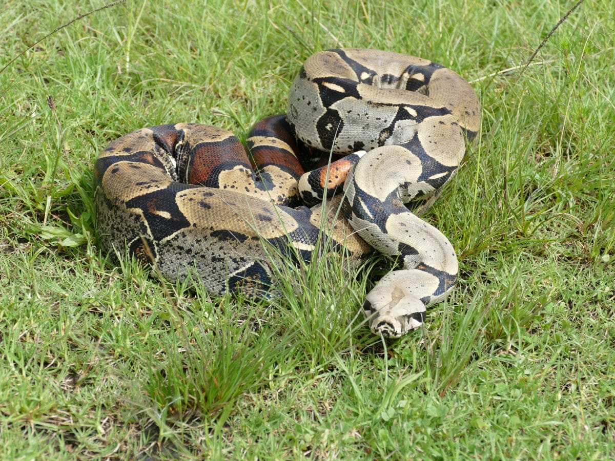 Mann entdeckt bei einem Spaziergang 1,5 Meter lange Boa