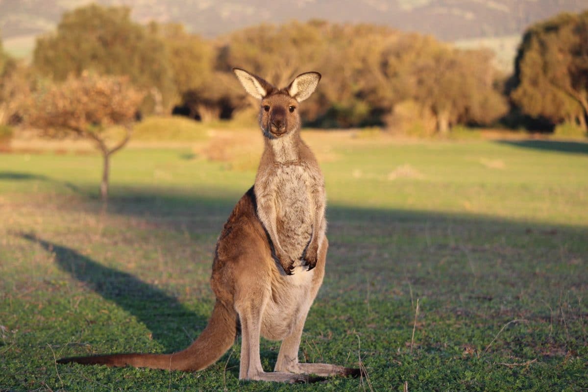 Australien: Zwei Jugendliche prügeln 14 Kängurus tot