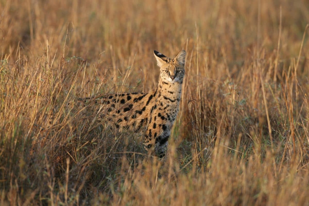 Notruf in Deutschland: „Hier ist ein Leopard im Garten!“