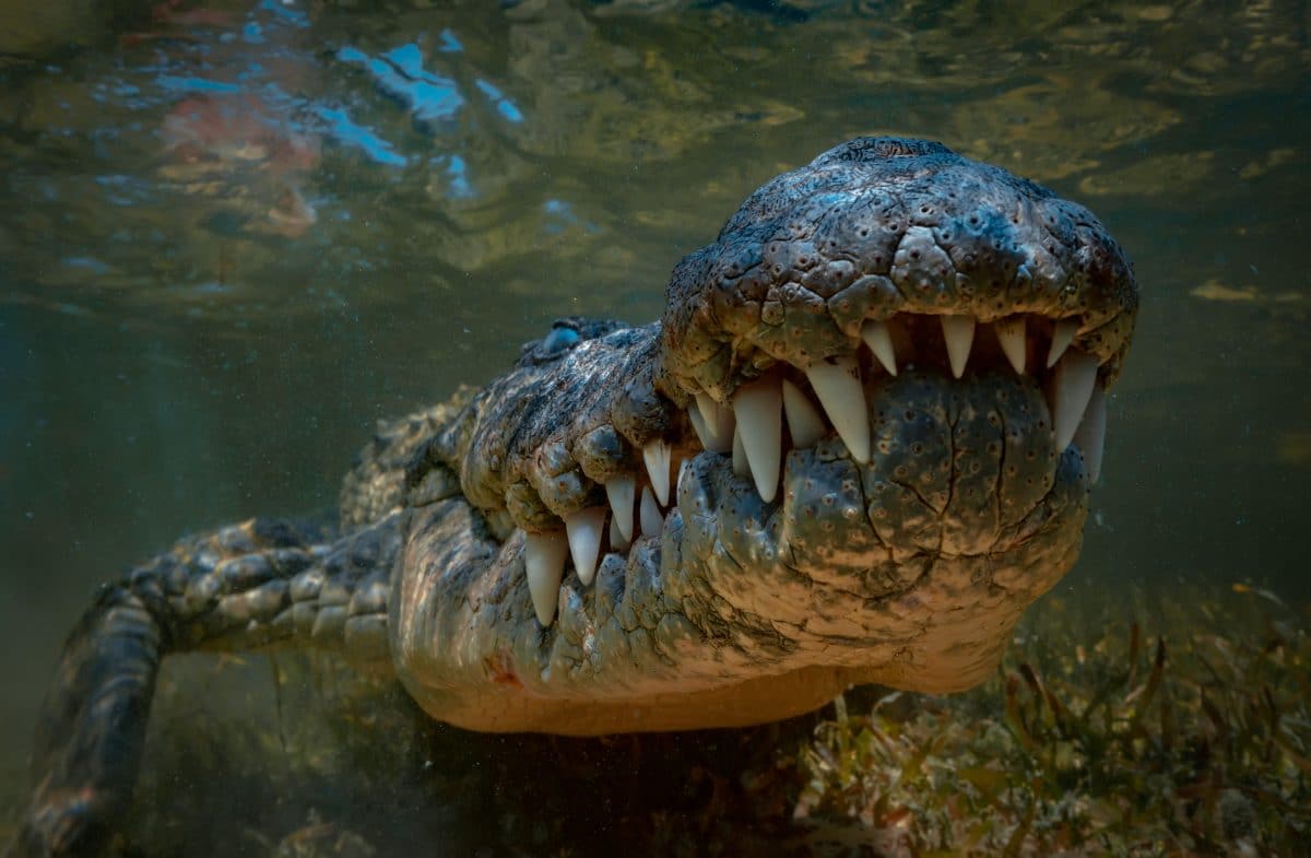 Indonesien: Krokodil tötet Achtjährige beim Baden in Fluss und stirbt danach selbst