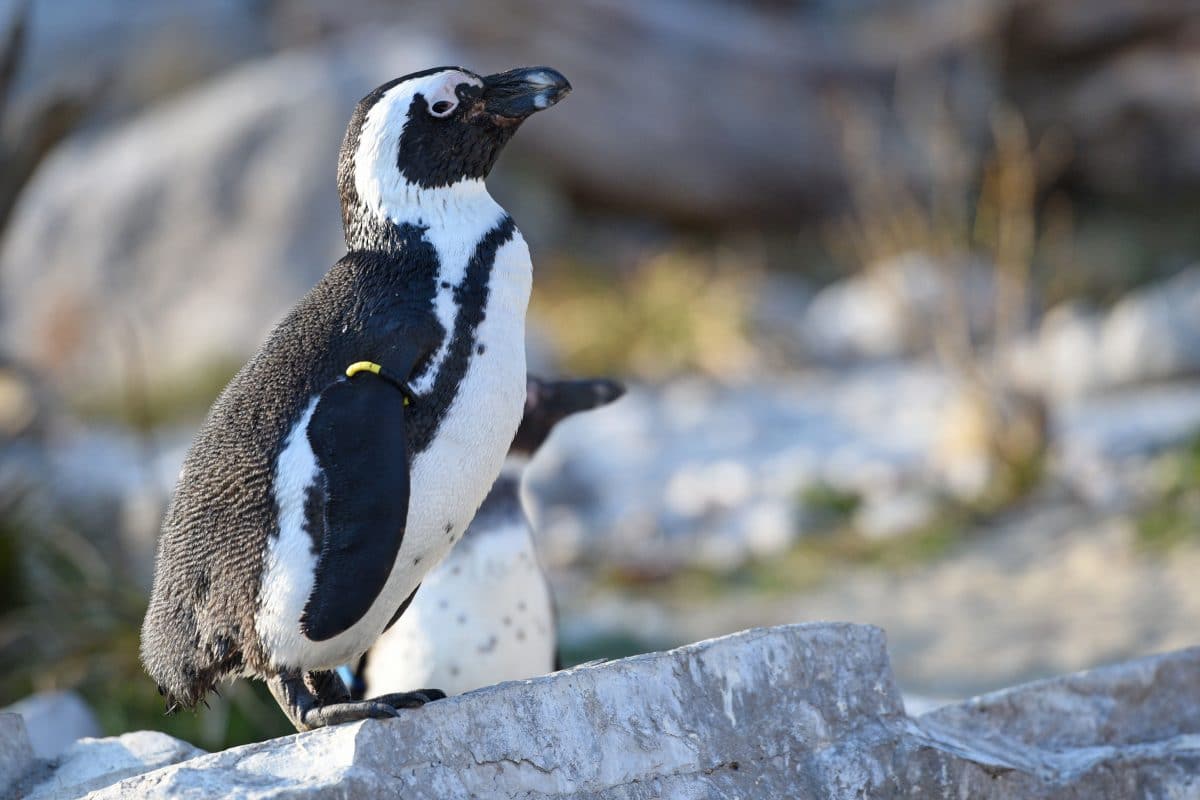 Pinguin aus Gehege im Zoo Salzburg entführt