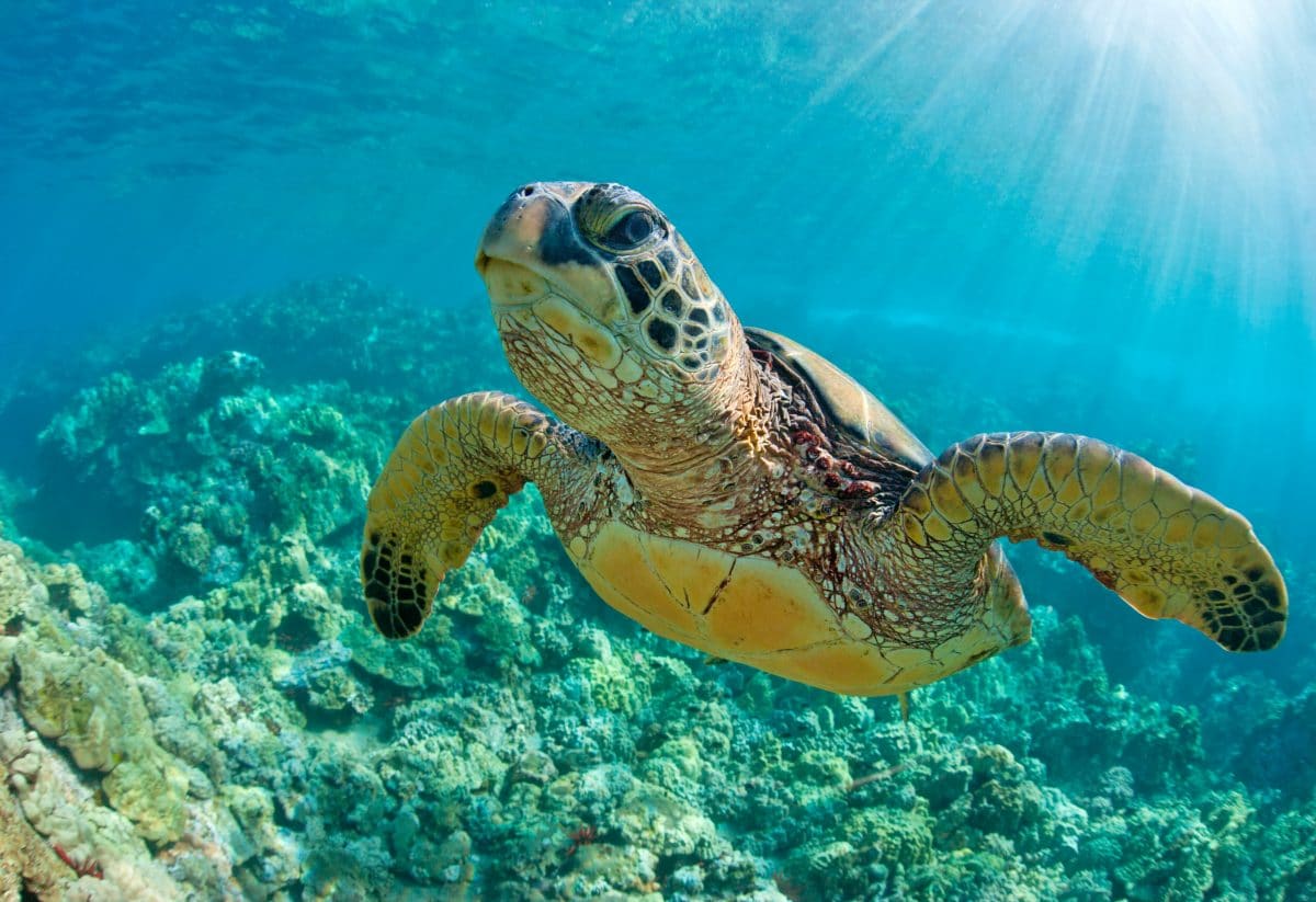 Rund 300 tote Meeres-Schildkröten in Mexiko angeschwemmt
