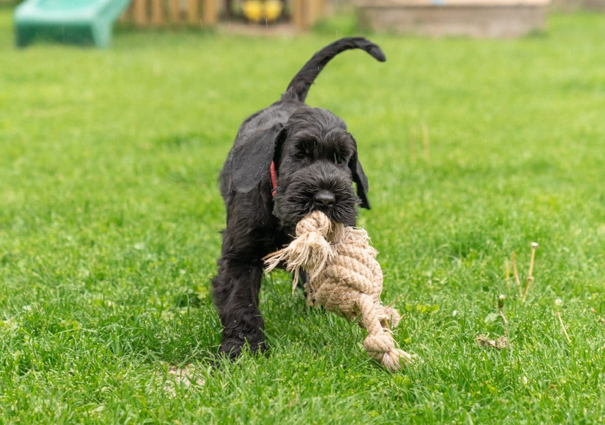 Dieser Hund soll 500.000 Euro erben, Stiefkinder gehen leer aus