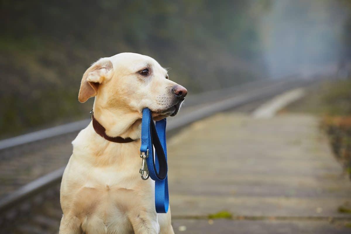 USA: Hund mit Leine absichtlich an Bahngleise gebunden