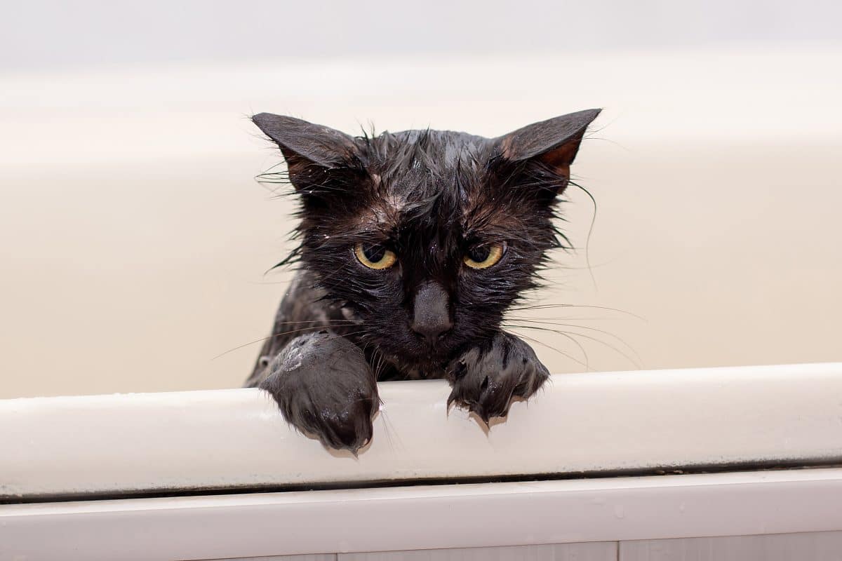 Video: Diese TikTokerin mauert aus Versehen ihre Katze ein