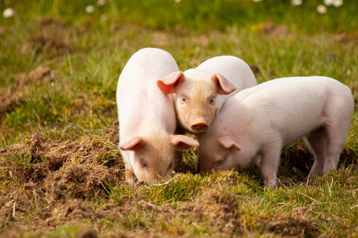 Schweine als Vogelscheuchen? Flughafen startet Pilotprojekt