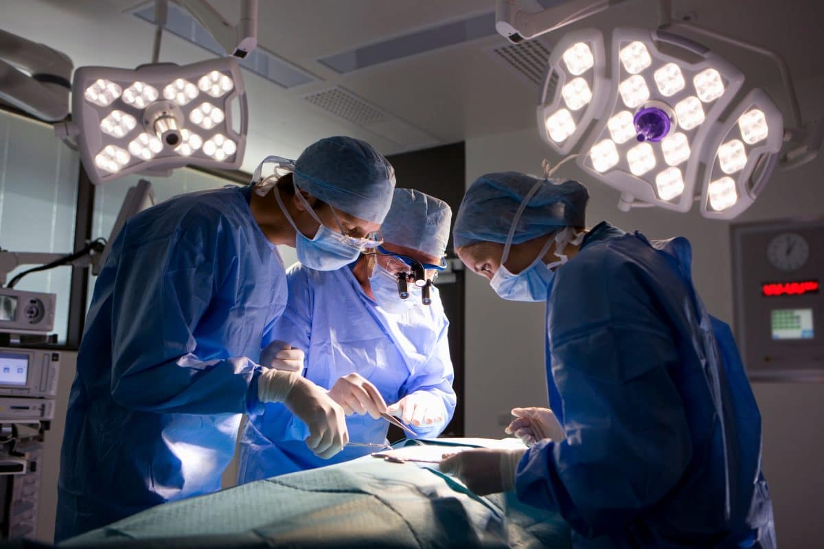 Chirurgen transplantieren Schweineniere erstmals erfolgreich in Menschen