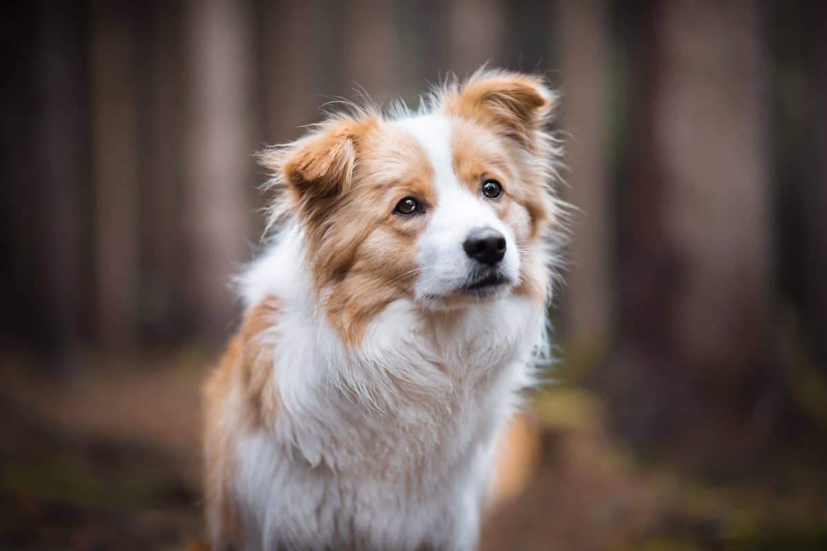 Studie: Deshalb halten Hunde ihren Kopf schräg