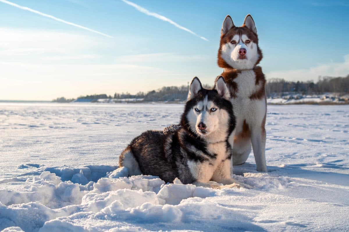 Diese Hunde sind echte TikTok-Stars