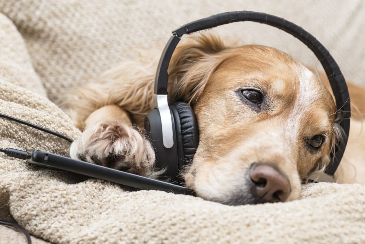 „DogPhone“: Einsame Hunde können jetzt ihre Besitzer anrufen