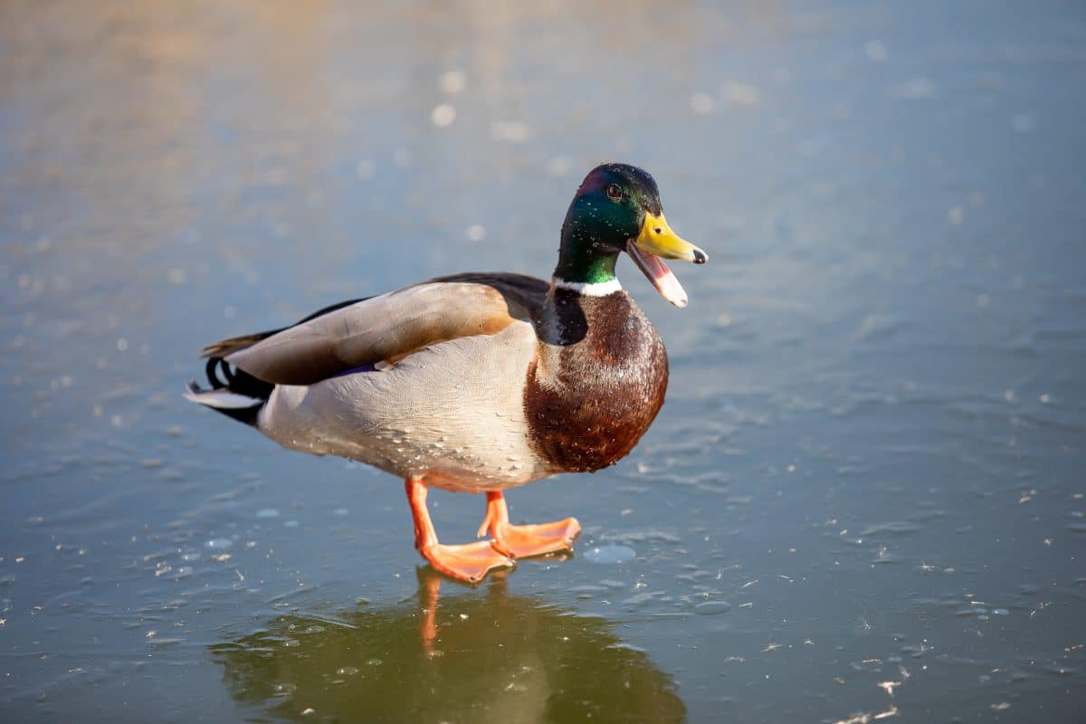 Ente läuft NY-Marathon und trägt dabei Laufschuhe